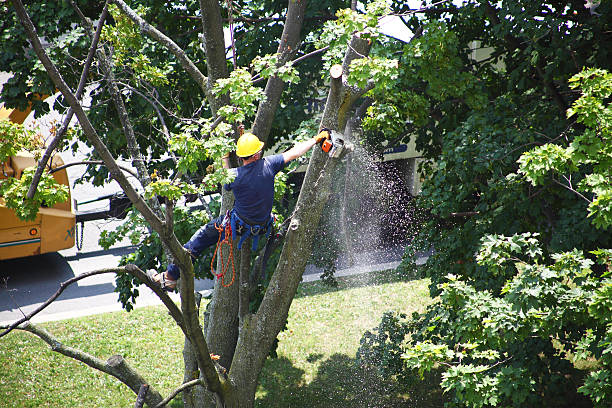 Buchanan, NY Tree Care Pros